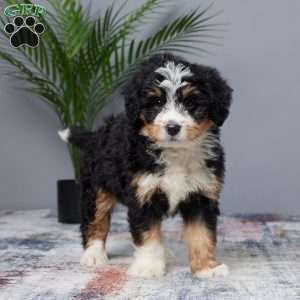 Tiger, Mini Bernedoodle Puppy